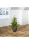  Illuminazione di alberi e ghirlande illuminate | Albero in vaso Plow & Hearth Roanoke Spruce per interni/esterni con LED bianchi caldi