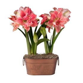  Giardini di bulbi e fiori per la vita all'aria aperta | Giardino di bulbi Plow & Hearth Rozetta Amaryllis Duo