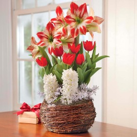  Utendørsliv Pølse Hager og blomster | Plow & Hearth Amaryllis, tulipan og hyasint Noel gavehage
