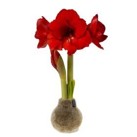  Ulkotilojen sipulipuutarhat ja kukat | Plow & Hearth Chenille Sweater -itsenäinen vahattu amaryllis-kukkasipuli