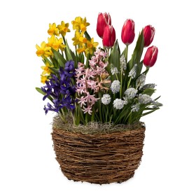  Lebende Blumenzwiebeln für den Außenbereich und Blumen | Plow & Hearth, duftende holländische Blumenzwiebeln, Weihnachtsgeschenk für den Garten