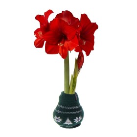  Outdoor Living Bulb Gardens & Florals | Plow & Hearth Nordic Sweater Selbsttragende gewachste Amaryllis-Blumenzwiebel